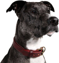 Load image into Gallery viewer, Logical Leather Padded Dog Collar
