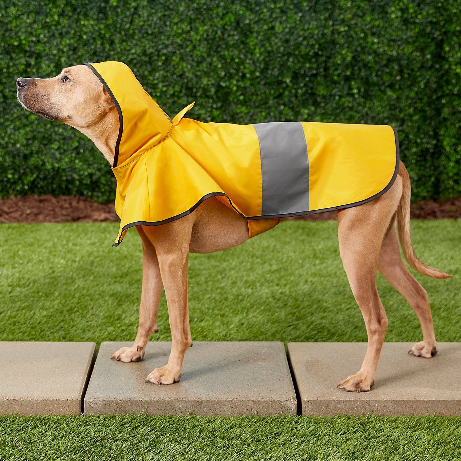 Frisco rainy days discount dog raincoat
