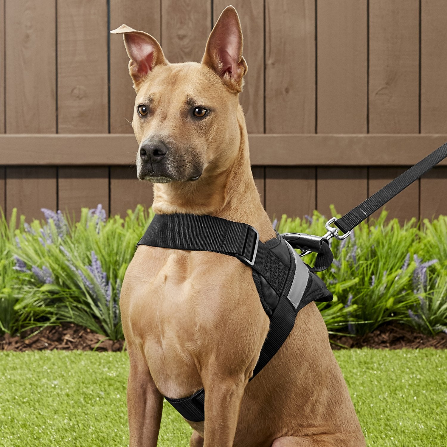 Hdp dog harness discount