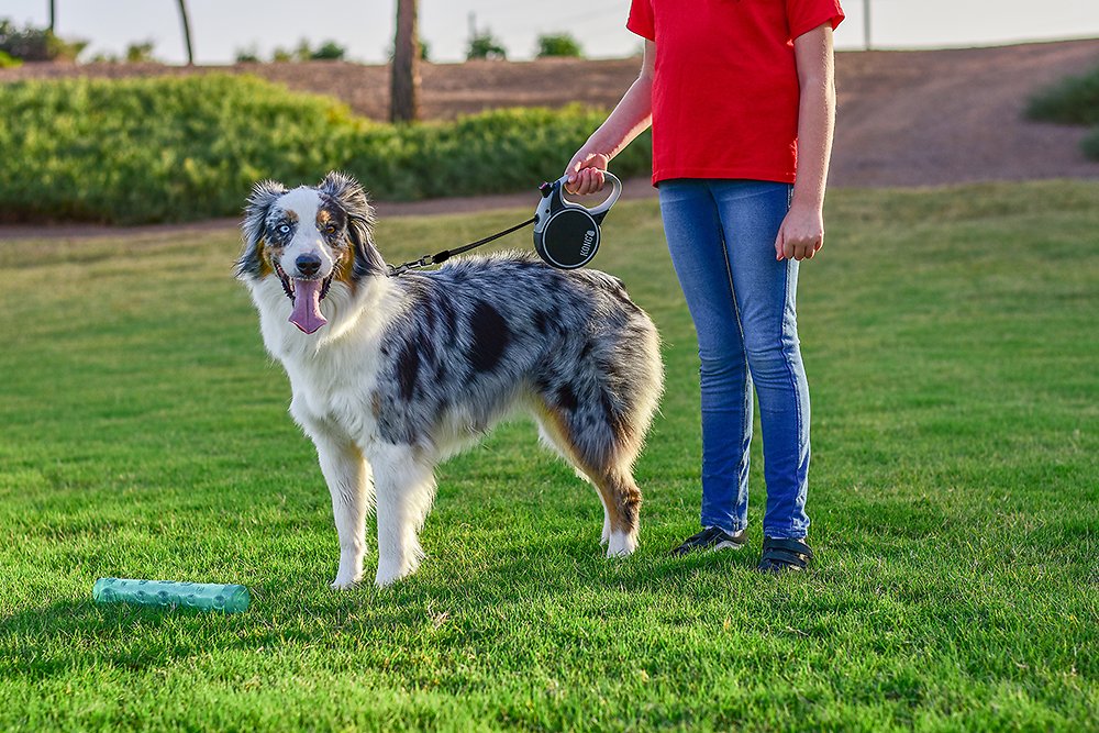 Kong running leash sale