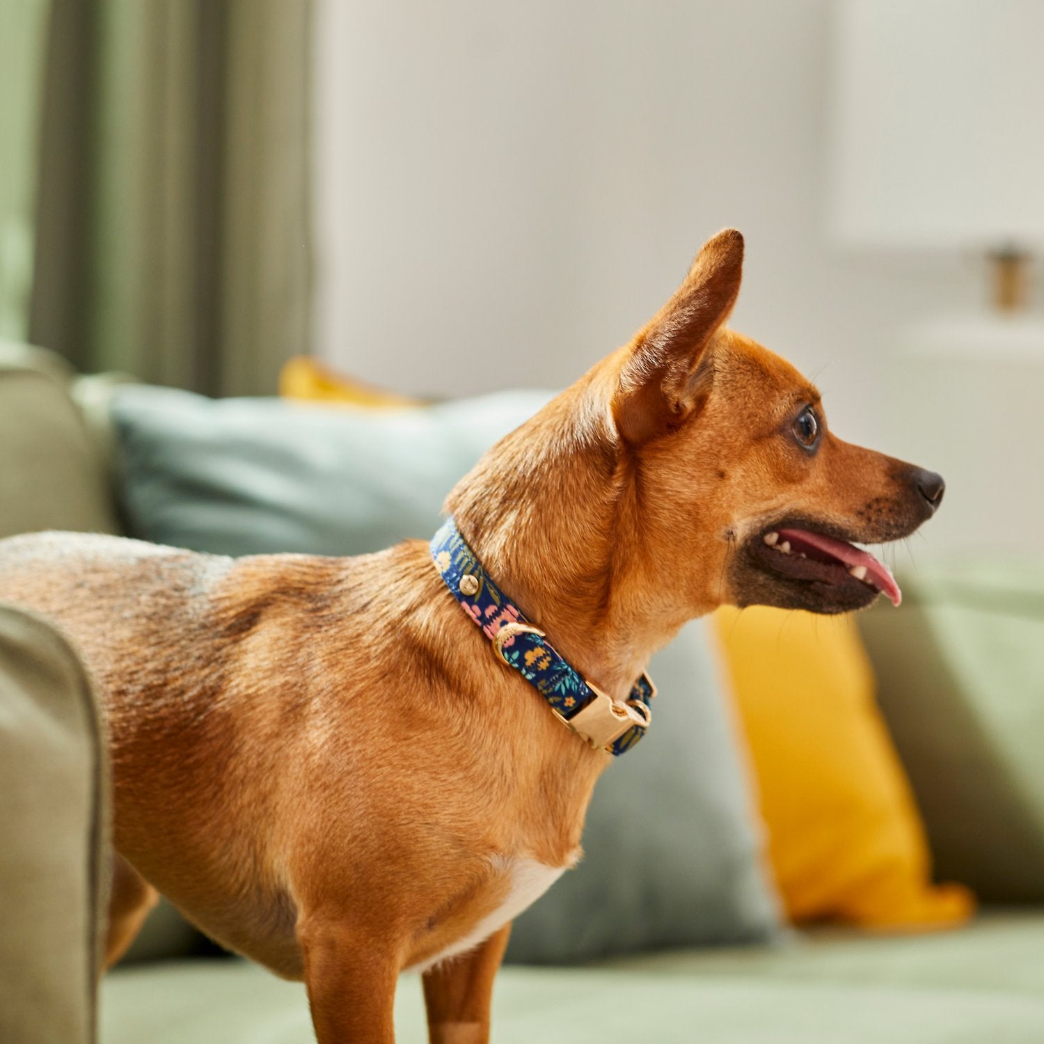 Frisco dog collar 2025