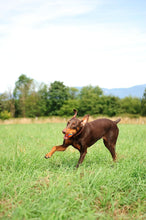 Load image into Gallery viewer, Chuckit! Ultra Rubber Ball Tough Dog Toy
