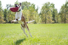 Load image into Gallery viewer, KONG Classic Flyer Dog Toy
