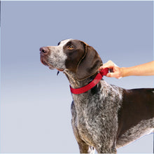 Load image into Gallery viewer, PetSafe Quick Snap Buckle Nylon Martingale Dog Collar
