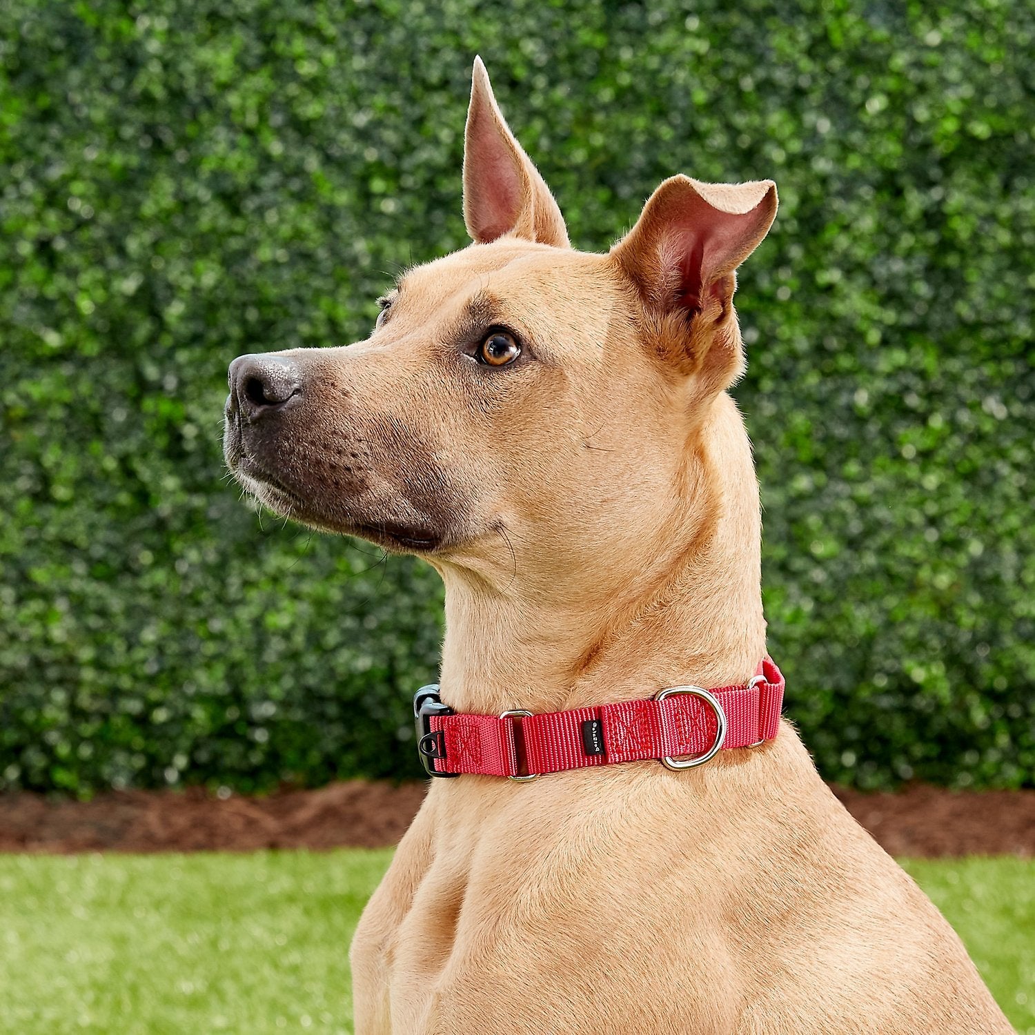Petsafe premier quick on sale snap martingale dog collar